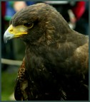Falco Falco