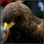 Falco 2 Falco 2