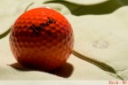 Cotton Golf Cotton Golf