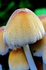 Fungi Fungi