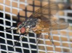 E giochiamo con la lente - Mosca E giochiamo con la lente - Mosca