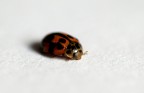 Coccinella in paradiso.... Coccinella in paradiso....