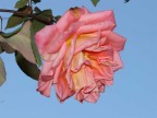 Rosa nel blu Rosa nel blu