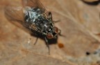 mosca prima prova mosca prima prova