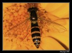 Yellow Yellow