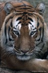 tigre tigre