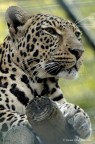 pantera africana pantera africana