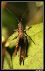 Penombra Penombra
