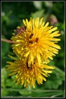 Giallo... che passione! Giallo... che passione!