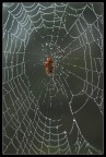 ragnatela