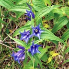 commenti critiche sn accettate