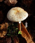 Amanita phalloide! Amanita phalloide!