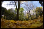 Prospettiva particolare dell'Autunno. Prospettiva particolare dell'Autunno.