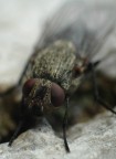 Mosca Mosca