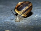 Lumaca Lumaca