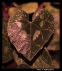 il cuore della natura