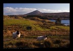 Afternoon at Connemara