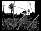 Microcosmo Microcosmo