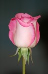 Il fiore dell'amore Il fiore dell'amore