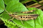 Cavalletta