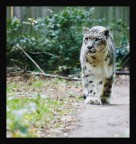 Leopardo delle Nevi 2