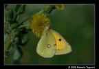 Yellow and Green Yellow and Green