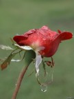Oh rose.. Oh rose..