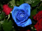 Una "Rosa Blu". Una "Rosa Blu".