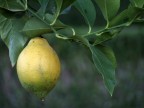 only a lemon...
