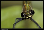 Libellula