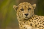 Cheetah Cheetah