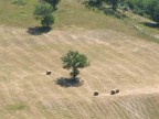 Alberi Alberi
