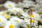 farfallina farfallina