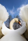 Cigno reale Cigno reale