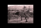 Paesaggio con ulivi della Sabina Paesaggio con ulivi della Sabina
