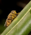 Eristalinus taeniops #2