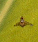 Ceratitis capitata Ceratitis capitata