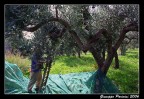 Un momento della fase della raccolta delle olive fatta in questi giorni... non potevo lasciare la mia Canon a casa e cos� tra una pausa e l'altra un p� di scatti! Eccone uno!!!

Suggerimenti e critiche sono sempre ben accetti...