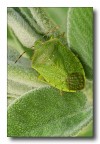 verde tra i verdi verde tra i verdi
