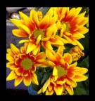 Flowers Flowers