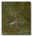In Volo 5