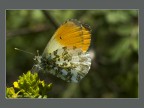 Anthocaris cardamines Anthocaris cardamines