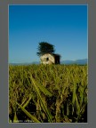la casa dell'albero nella risaia la casa dell'albero nella risaia