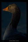Anatra Anatra