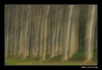 Pineta Pineta