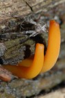 FUNGHI FUNGHI