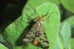 Panorpa_communis Panorpa_communis