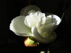No parfum No parfum