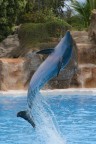 Delfino Delfino