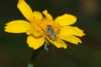 Sul fiore Sul fiore